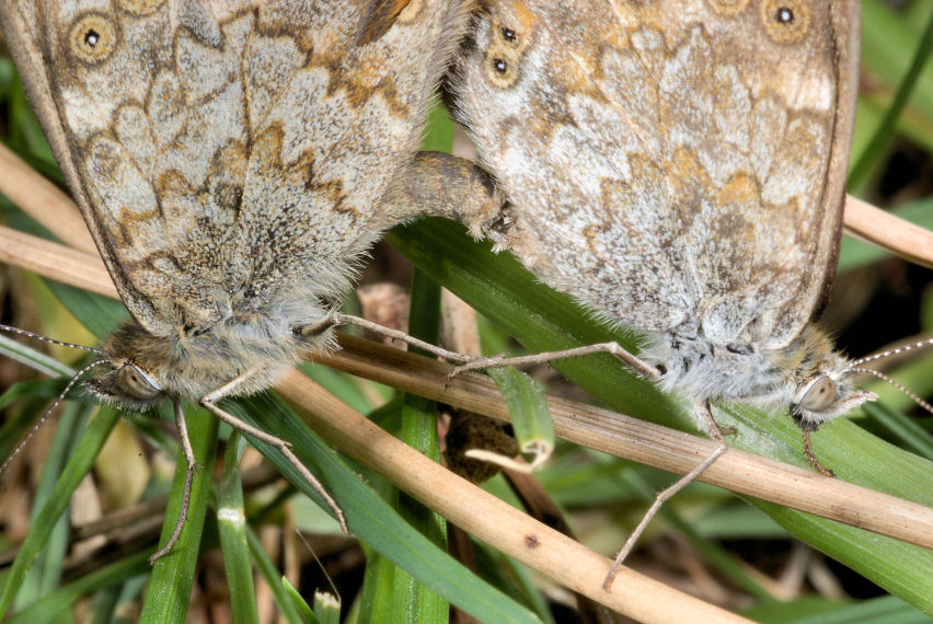 Farfalle in accoppiamento